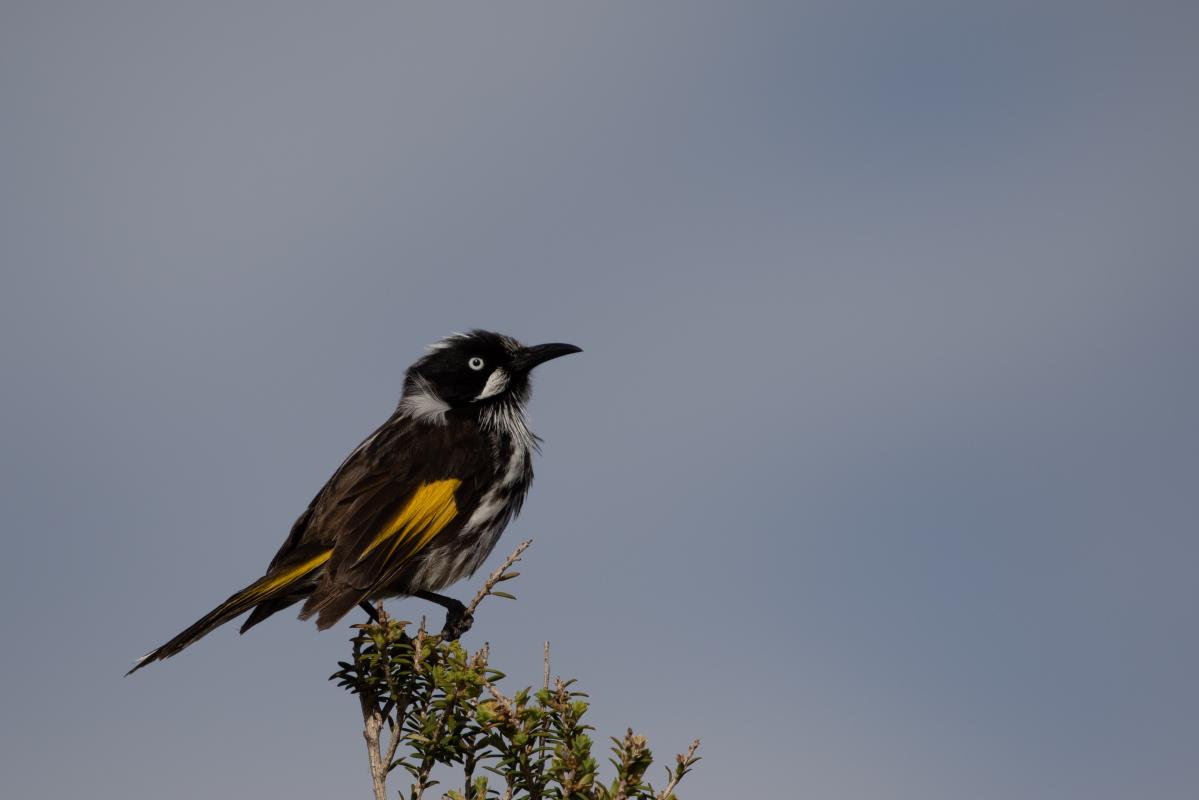 New Holland Honeyeater (Phylidonyris novaehollandiae)