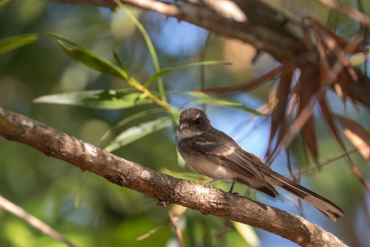 Northern fantail (Rhipidura rufiventris)