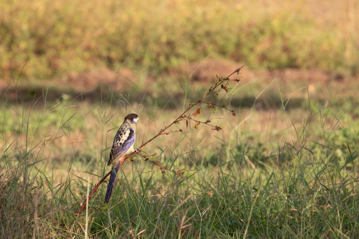 Northern rosella (Platycercus venustus)