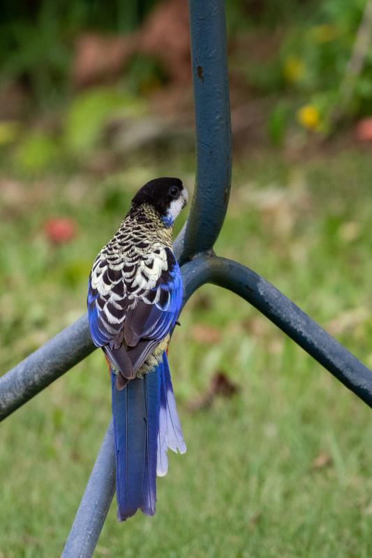 Northern rosella (Platycercus venustus)