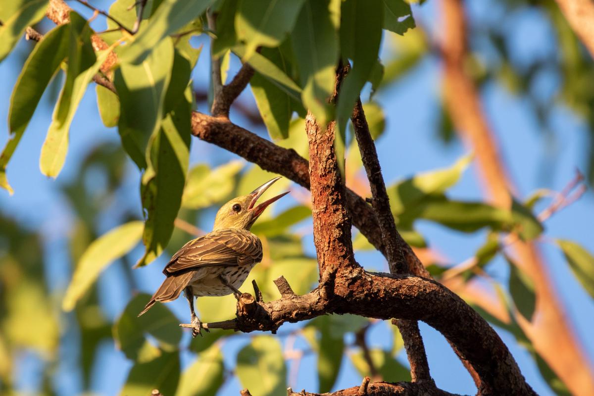 Olive-backed oriole (Oriolus sagittatus)