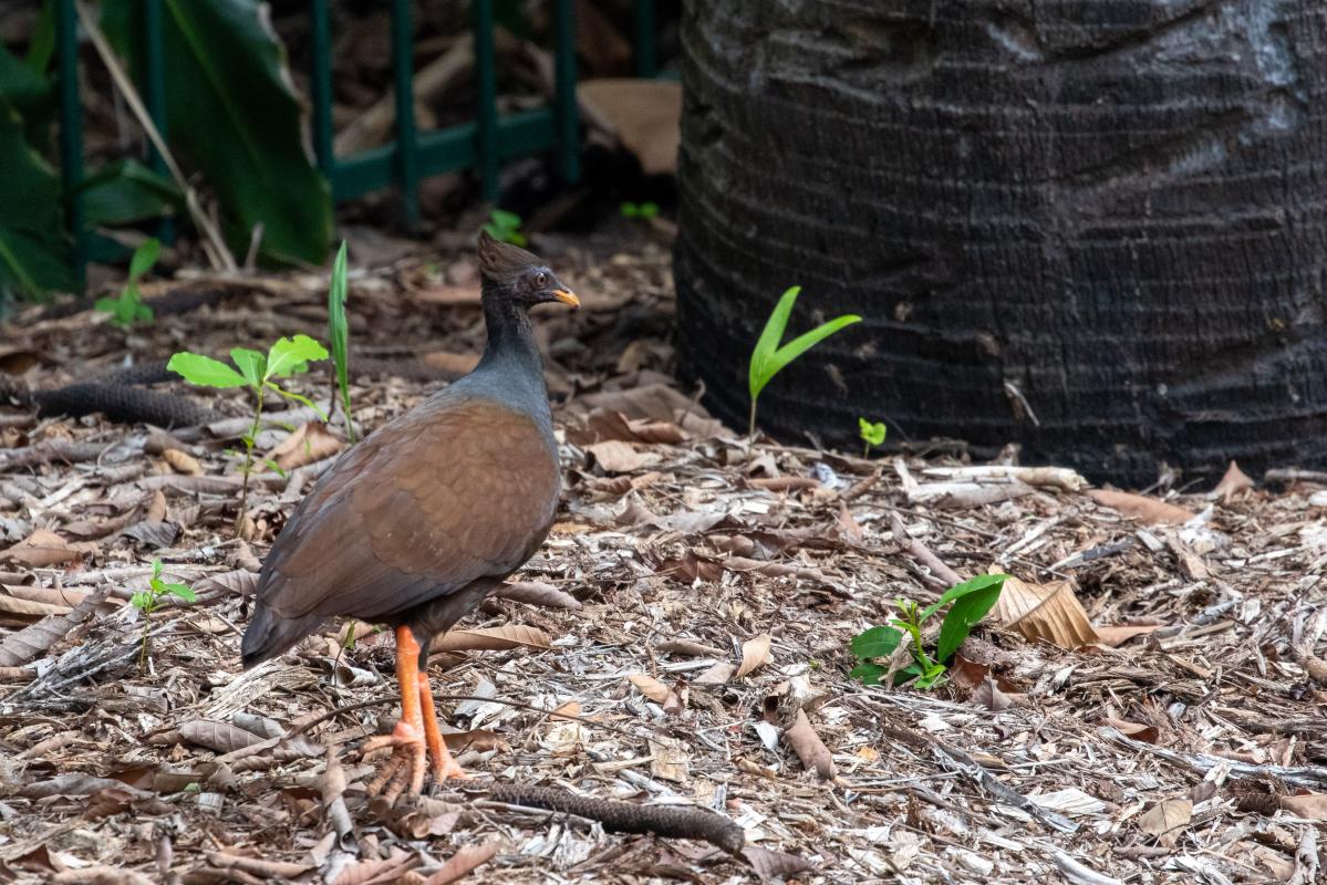 Orange-footed Scrubfowl (Megapodius reinwardt)