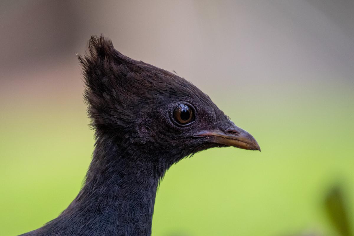 Orange-footed Scrubfowl (Megapodius reinwardt)