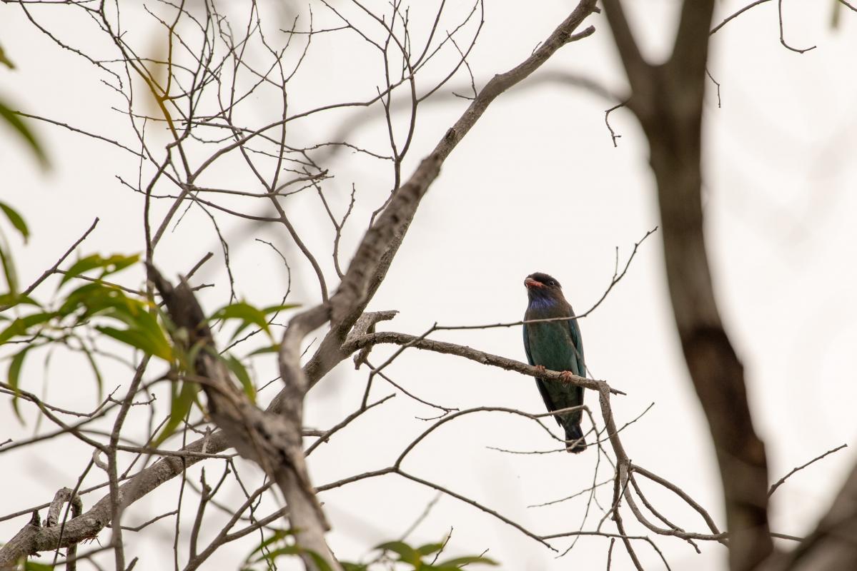 Oriental dollarbird (Eurystomus orientalis)