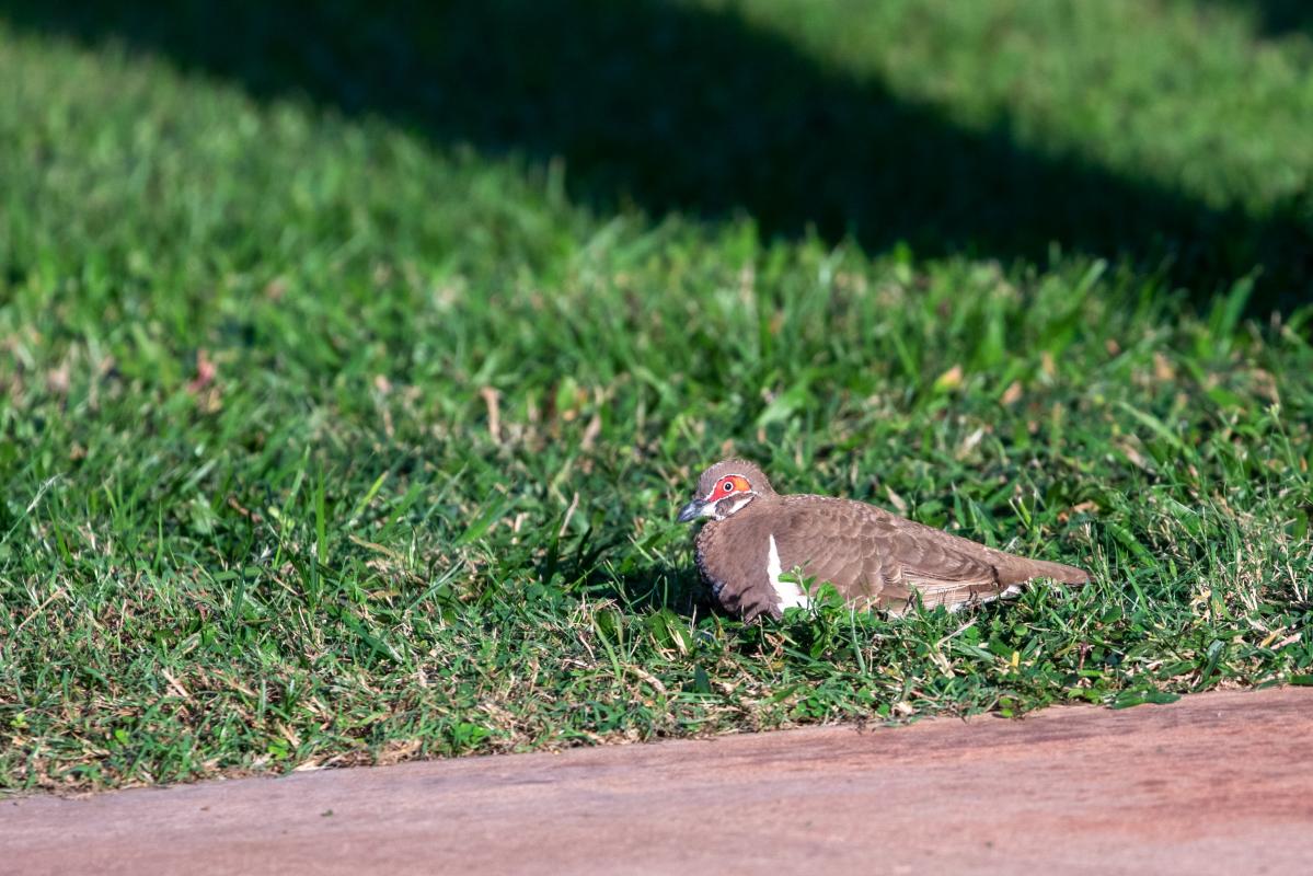 Partridge pigeon (Geophaps smithii)