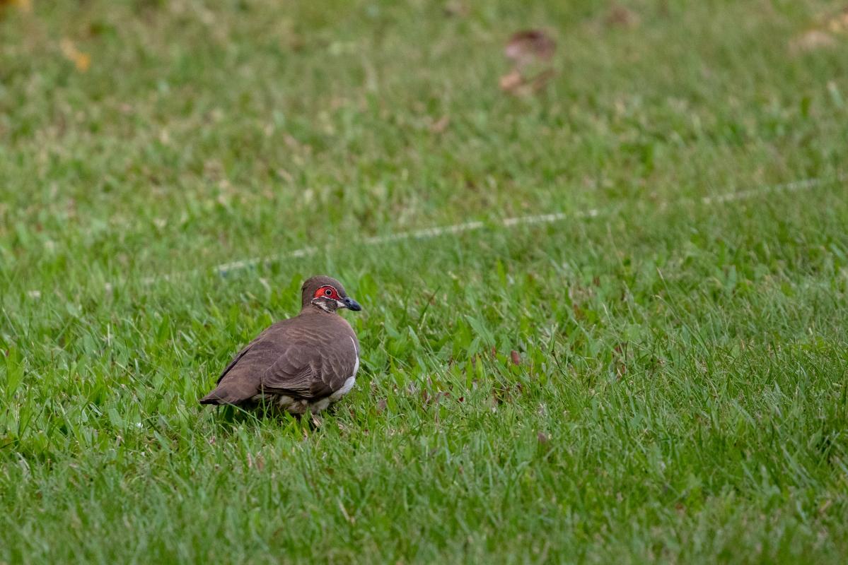 Partridge pigeon (Geophaps smithii)