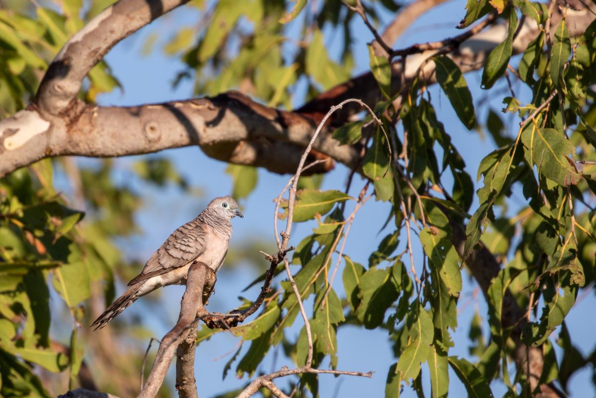 Peaceful Dove (Geopelia placida)