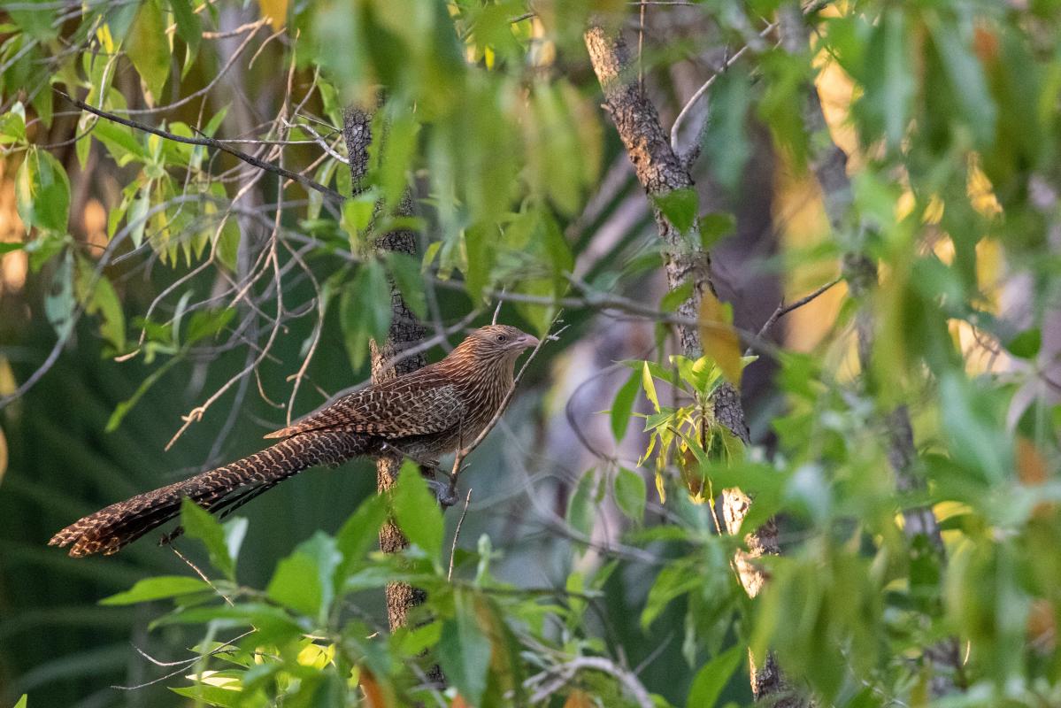 Pheasant coucal (Centropus phasianinus)