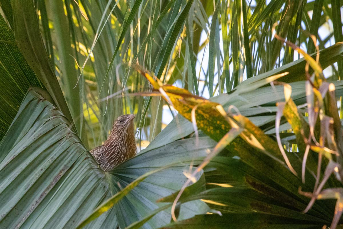 Pheasant coucal (Centropus phasianinus)