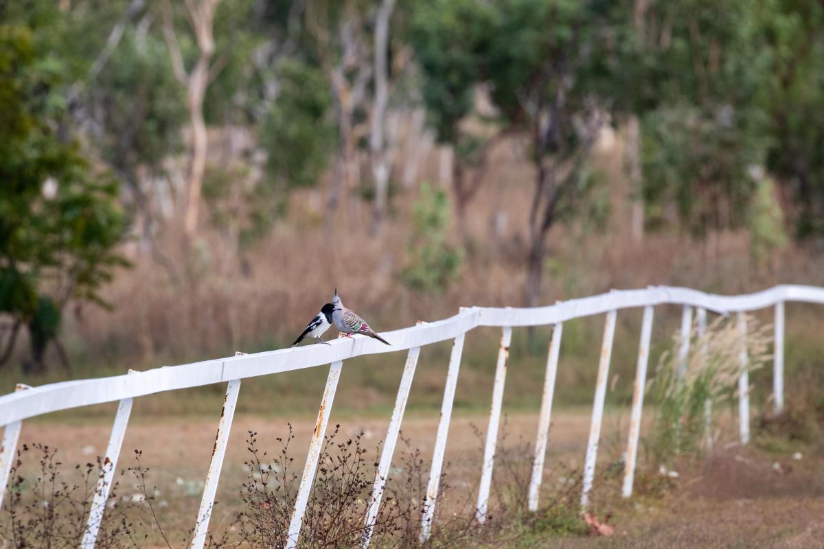 Pied butcherbird (Cracticus nigrogularis)