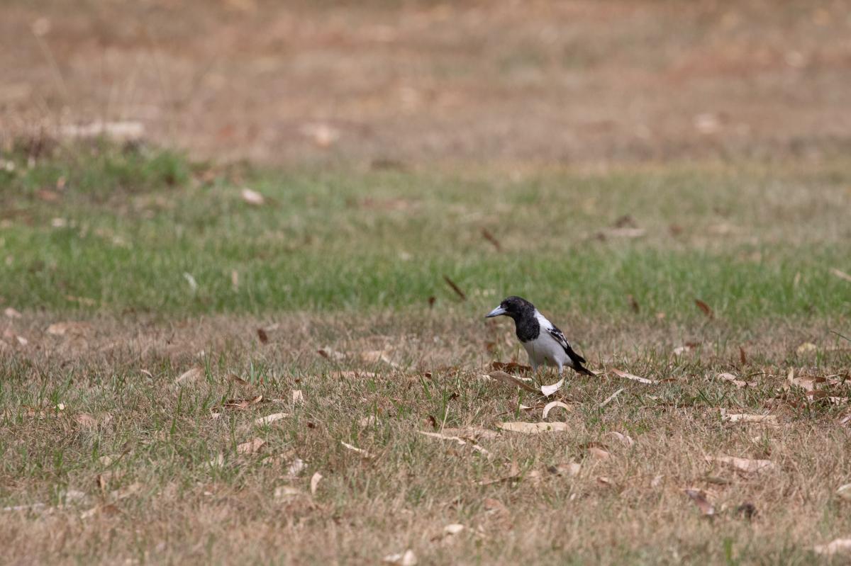 Pied butcherbird (Cracticus nigrogularis)