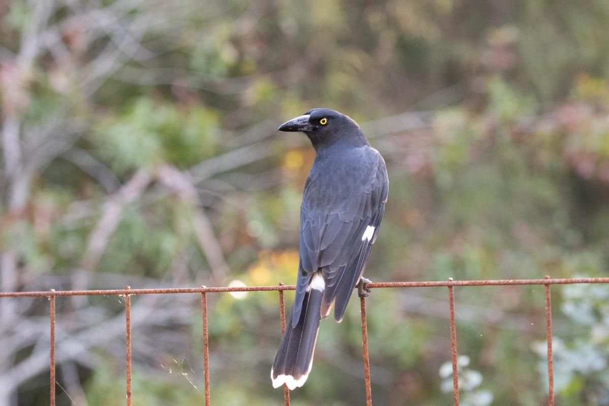 Pied Currawong (Strepera graculina)