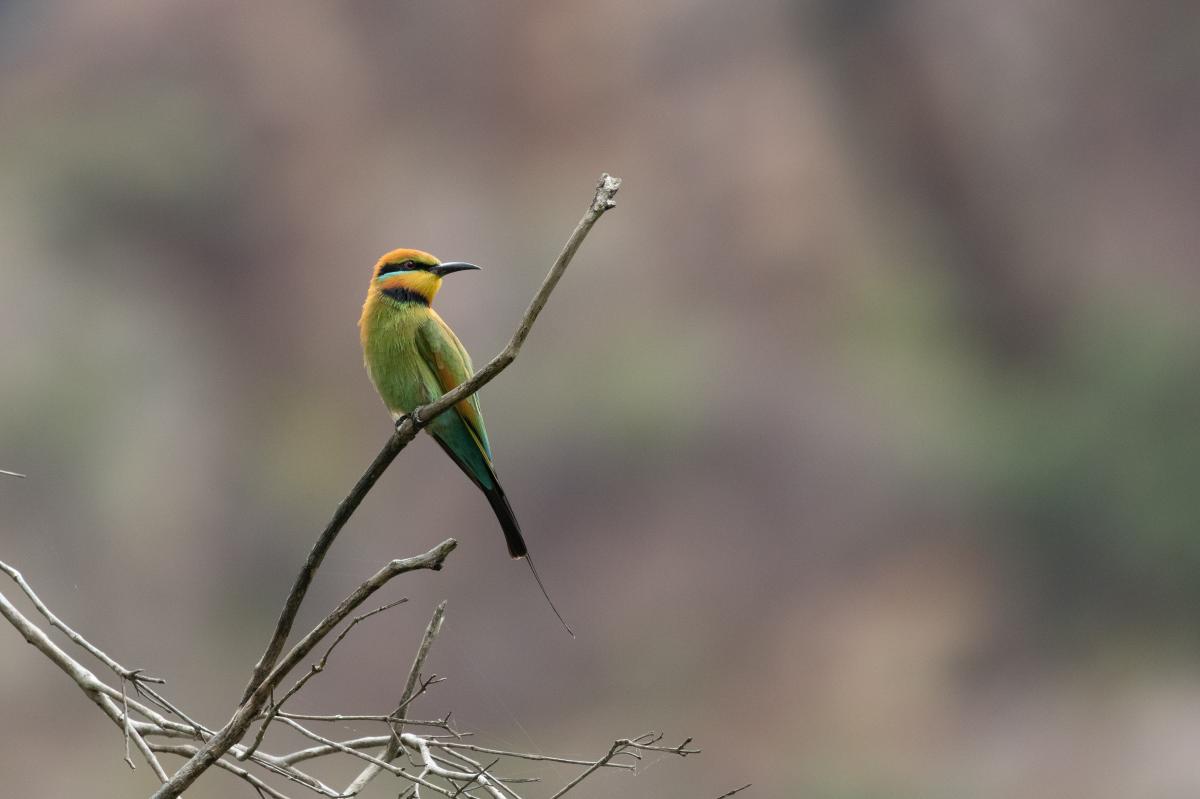 Rainbow bee-eater (Merops ornatus)