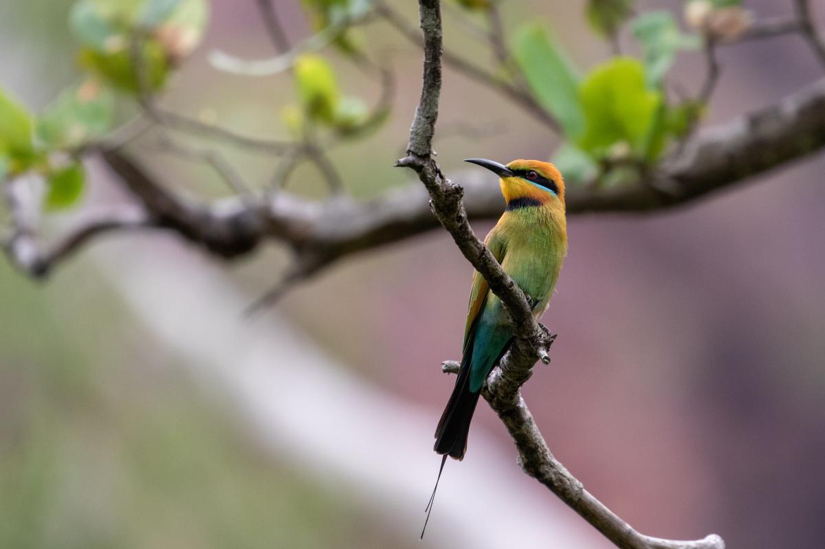 Rainbow bee-eater (Merops ornatus)