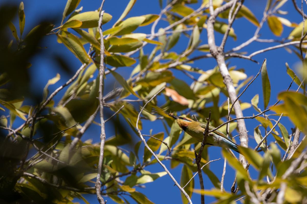 Rainbow bee-eater (Merops ornatus)