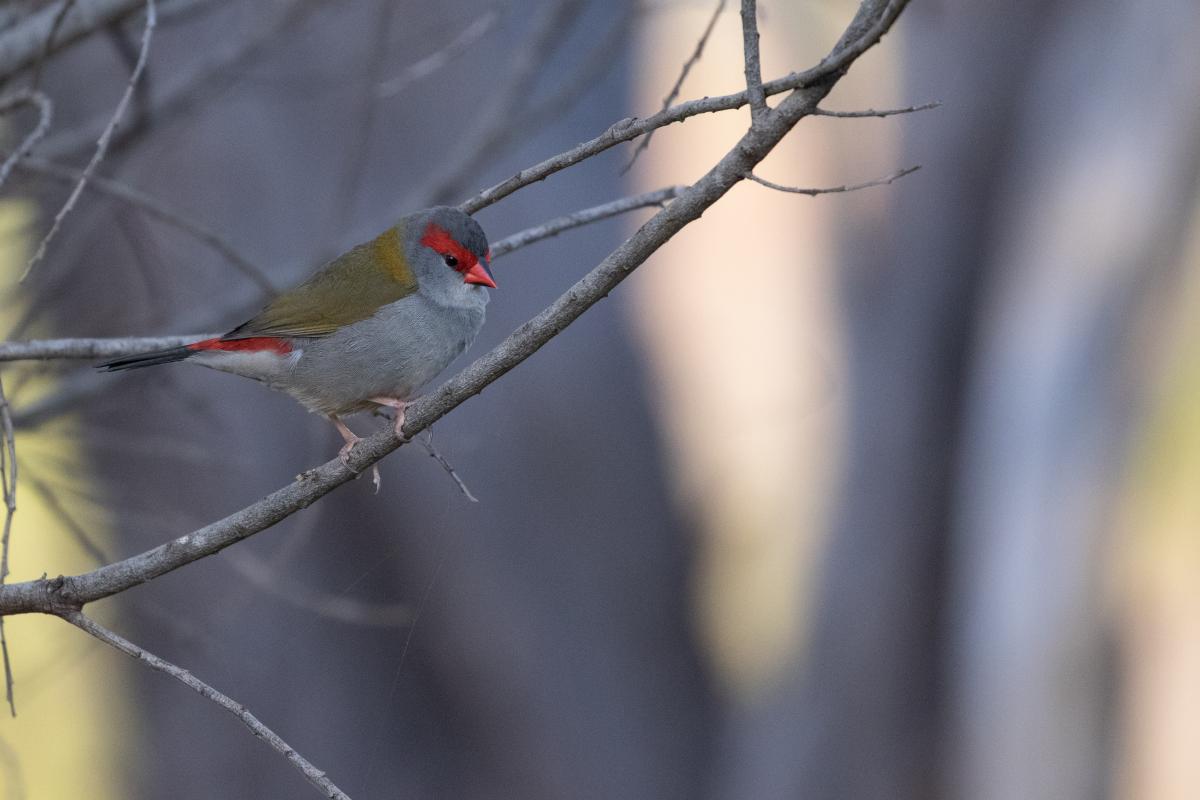 Red-browed Finch (Neochmia temporalis)