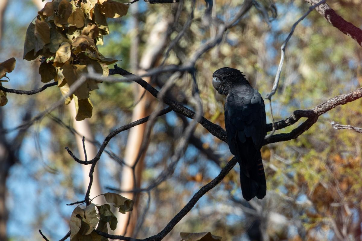 Red-tailed black cockatoo (Calyptorhynchus banksii)