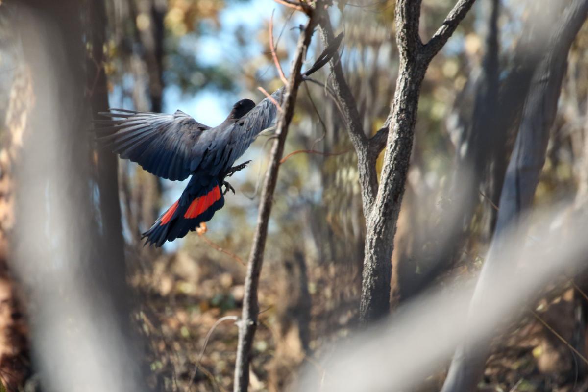 Red-tailed black cockatoo (Calyptorhynchus banksii)