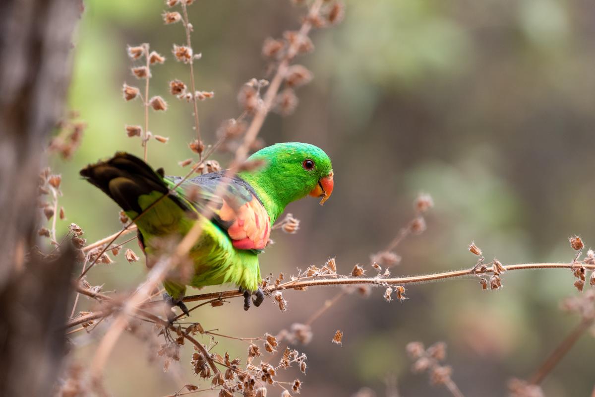 Red-winged parrot (Aprosmictus erythropterus)