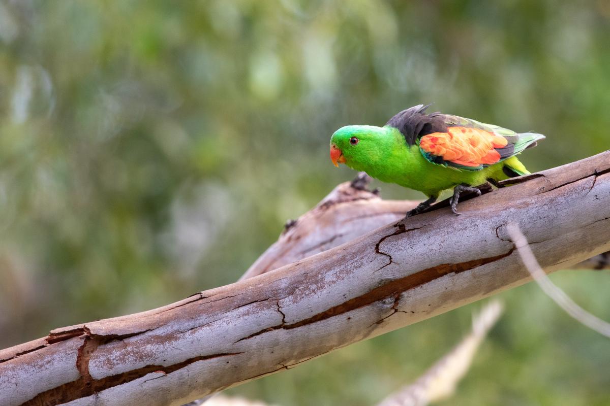 Red-winged parrot (Aprosmictus erythropterus)