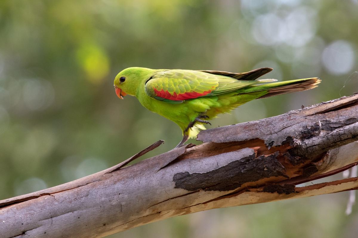 Red-winged parrot (Aprosmictus erythropterus)