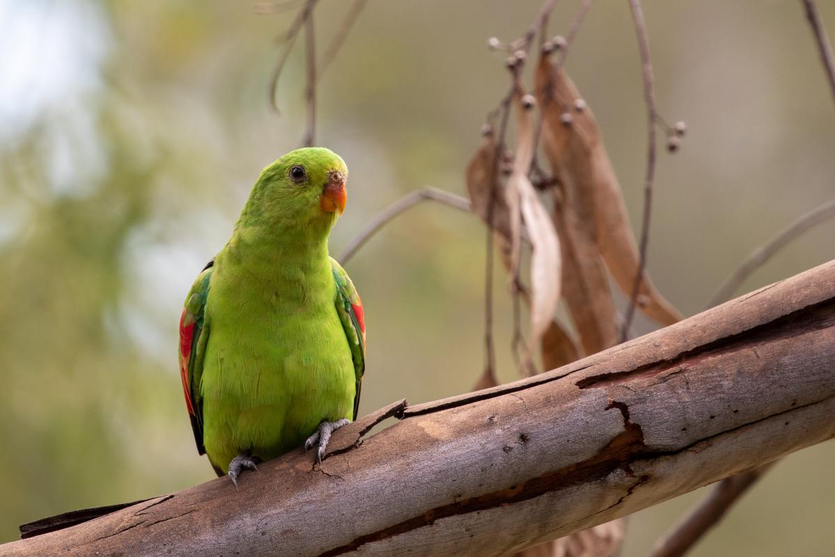 Red-winged parrot (Aprosmictus erythropterus)