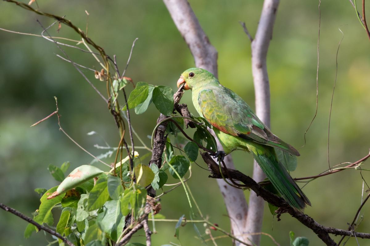 Red-winged parrot (Aprosmictus erythropterus)