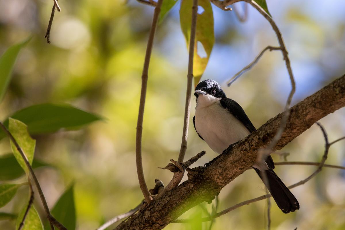 Restless flycatcher (Myiagra inquieta)