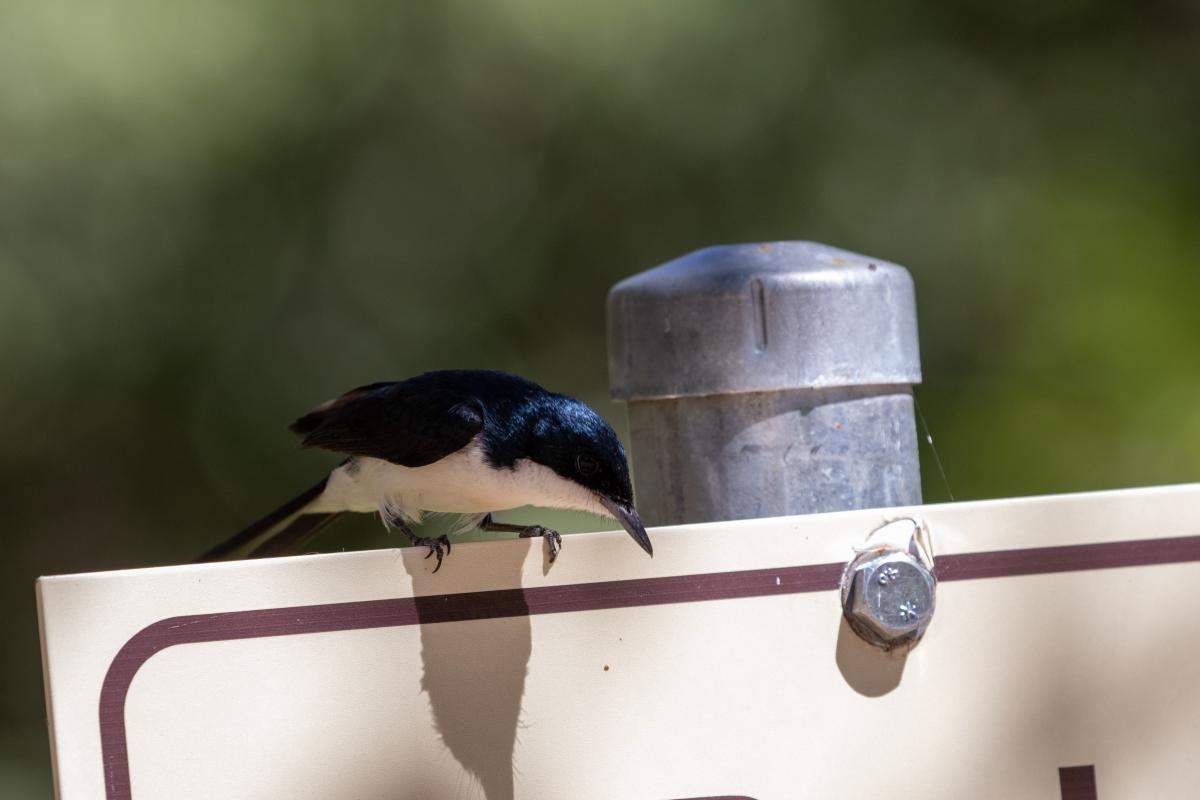 Restless flycatcher (Myiagra inquieta)