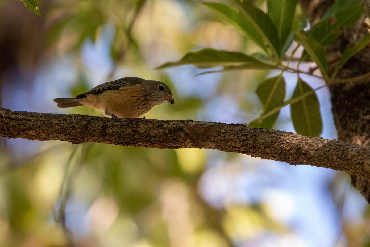 Rufous whistler (Pachycephala rufiventris)