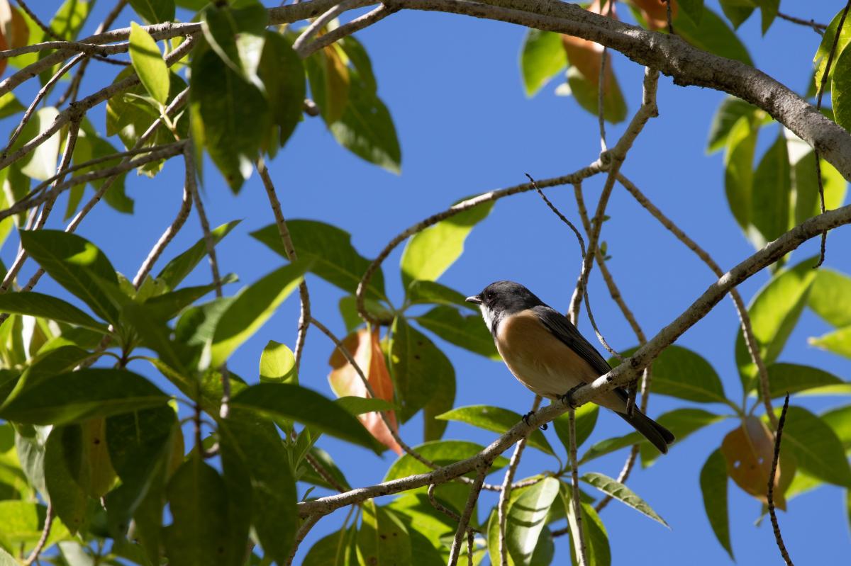 Rufous whistler (Pachycephala rufiventris)