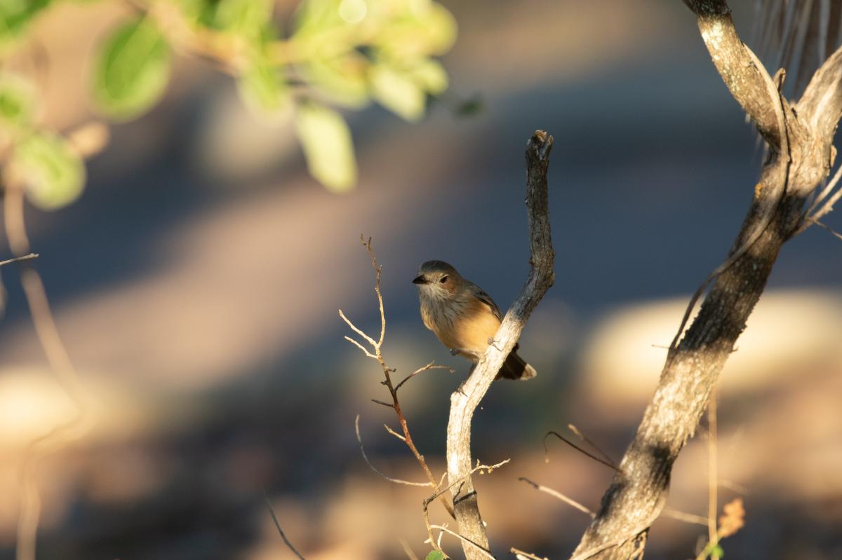 Rufous whistler (Pachycephala rufiventris)