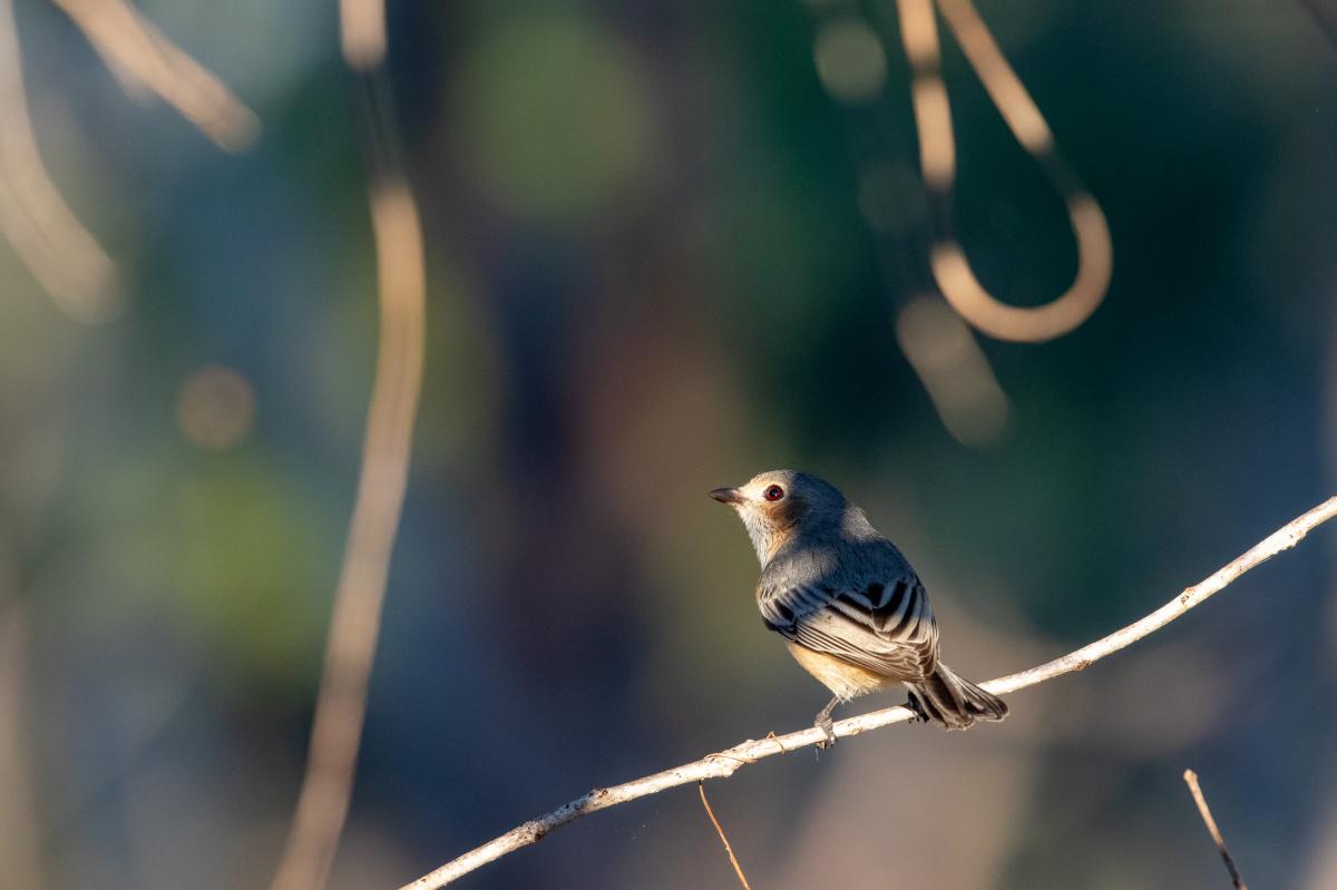 Rufous whistler (Pachycephala rufiventris)