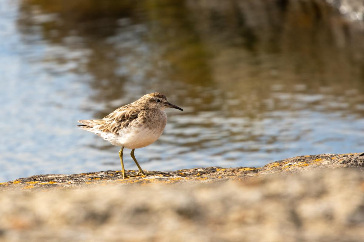 Sharp-tailed Sandpiper (Calidris acuminata)