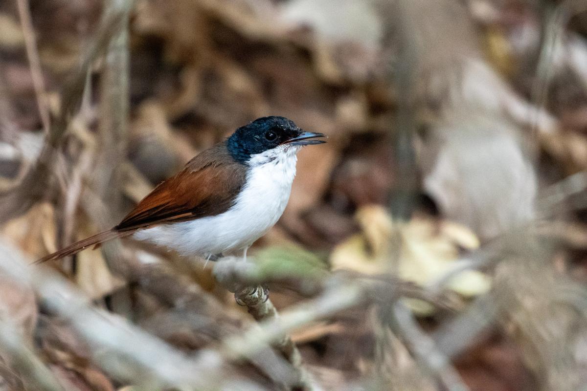 Shining flycatcher (Myiagra alecto)