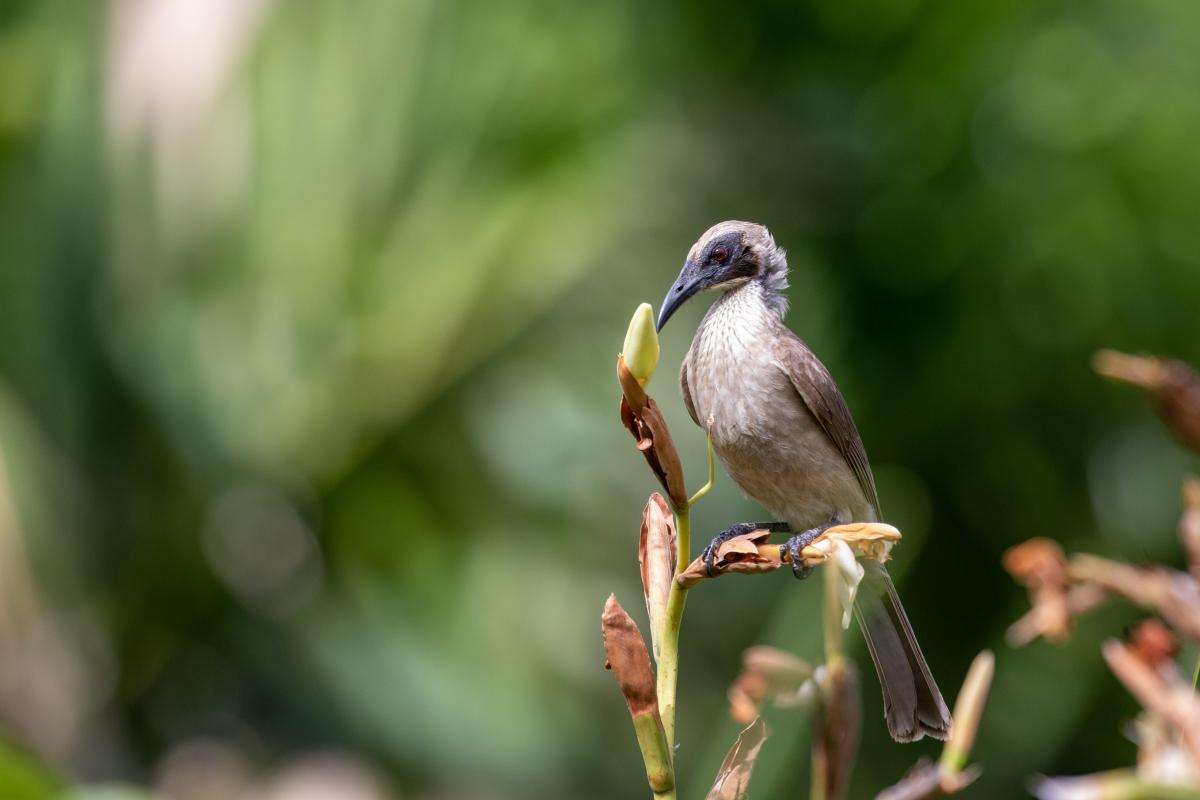 Silver-crowned friarbird (Philemon argenticeps)