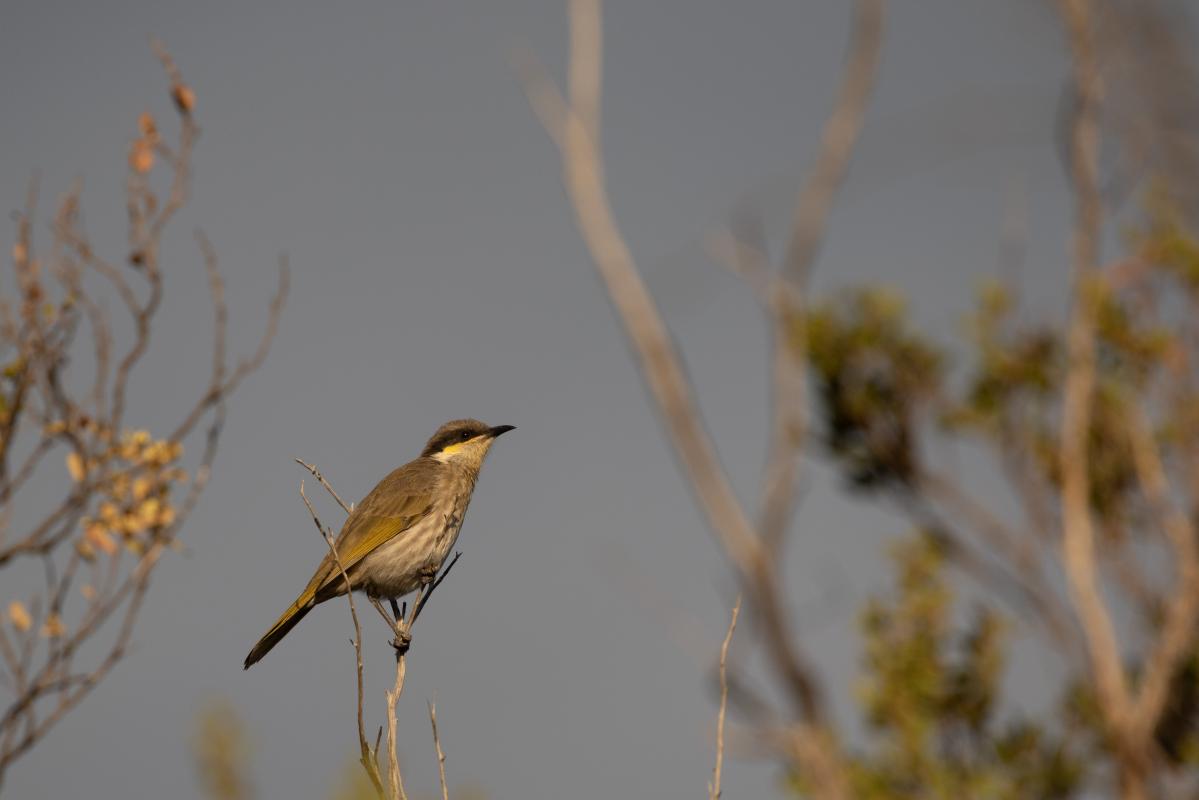 Singing Honeyeater (Lichenostomus virescens)