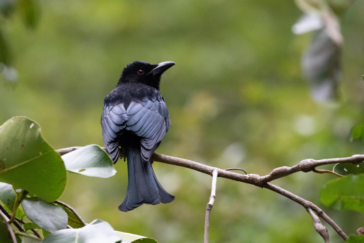 Spangled Drongo (Dicrurus bracteatus)