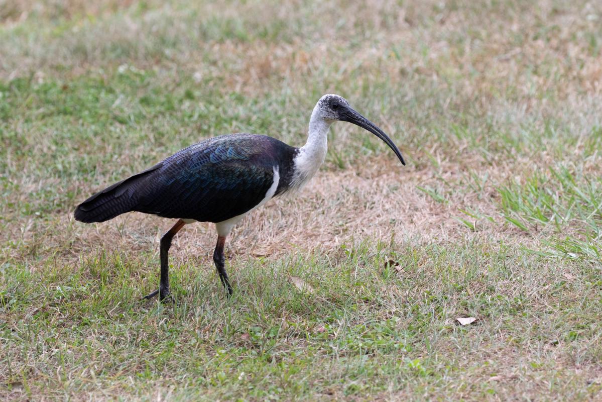 Straw-necked Ibis (Threskiornis spinicollis)