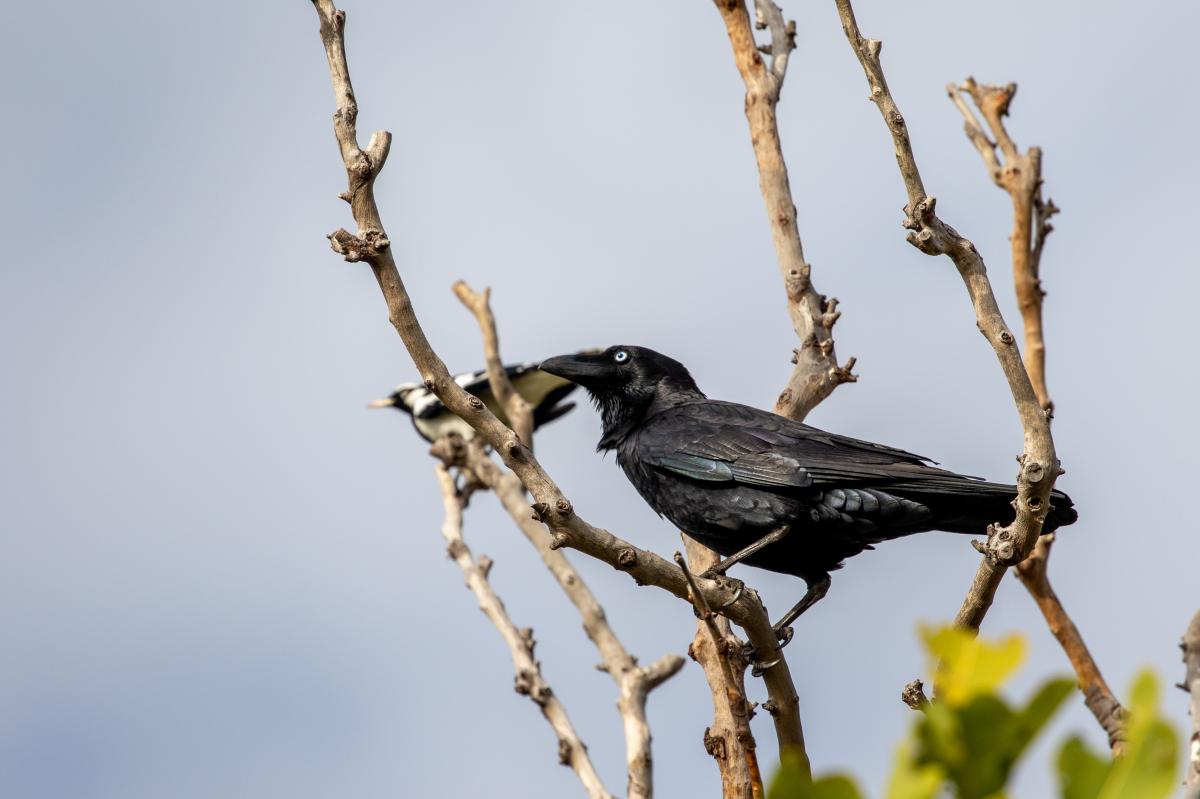 Torresian crow (Corvus orru)