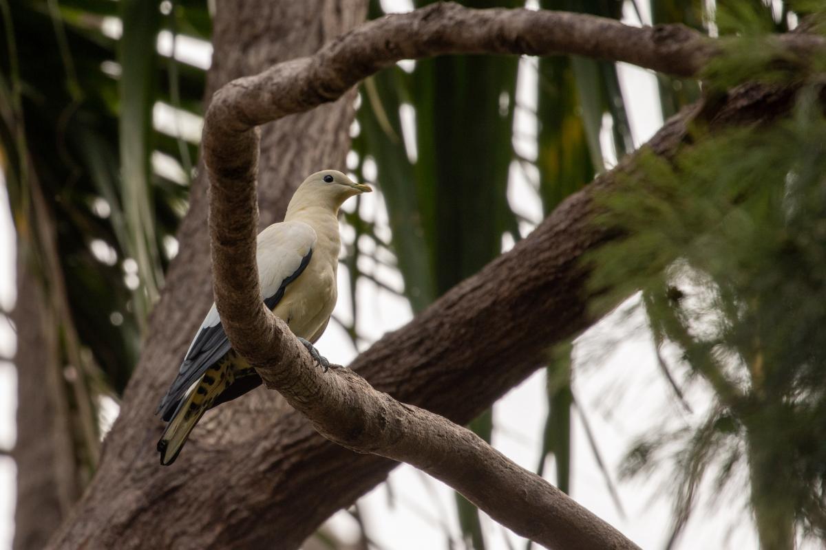 Torresian Imperial Pigeon (Ducula spilorrhoa)