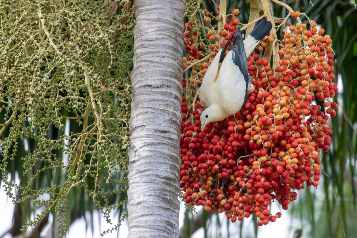 Torresian Imperial Pigeon (Ducula spilorrhoa)