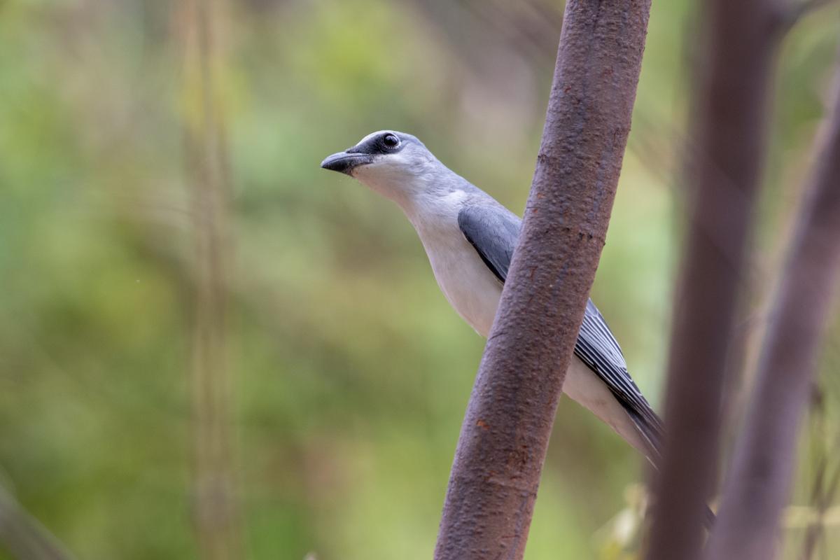 White-bellied cuckooshrike (Coracina papuensis)