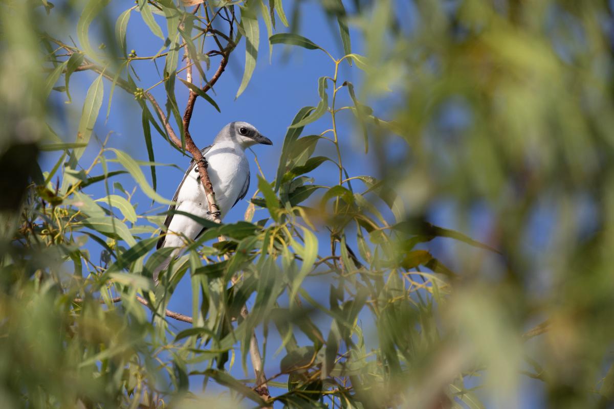 White-bellied cuckooshrike (Coracina papuensis)