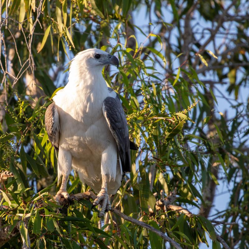 White-bellied Sea Eagle (Haliaeetus leucogaster)