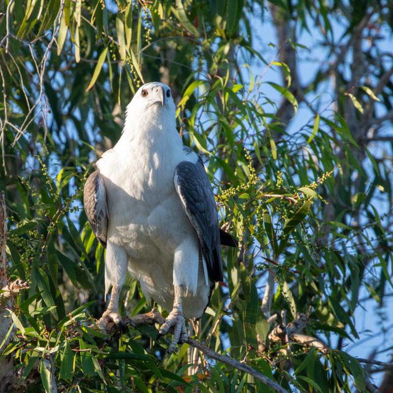 White-bellied Sea Eagle (Haliaeetus leucogaster)