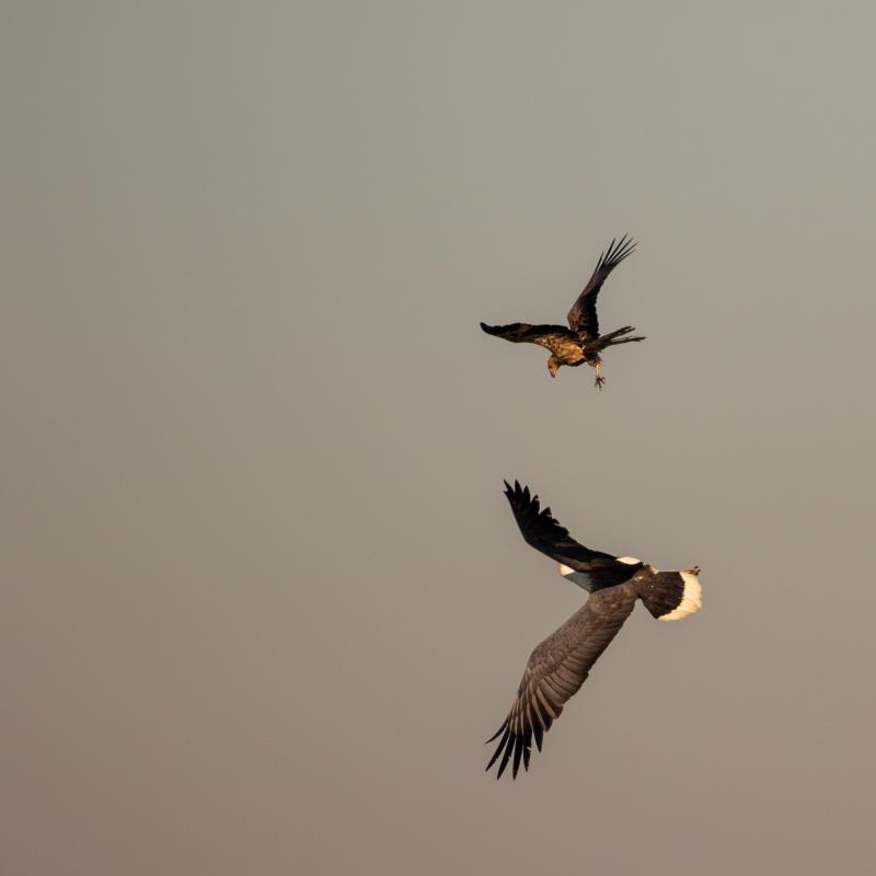 White-bellied Sea Eagle (Haliaeetus leucogaster)