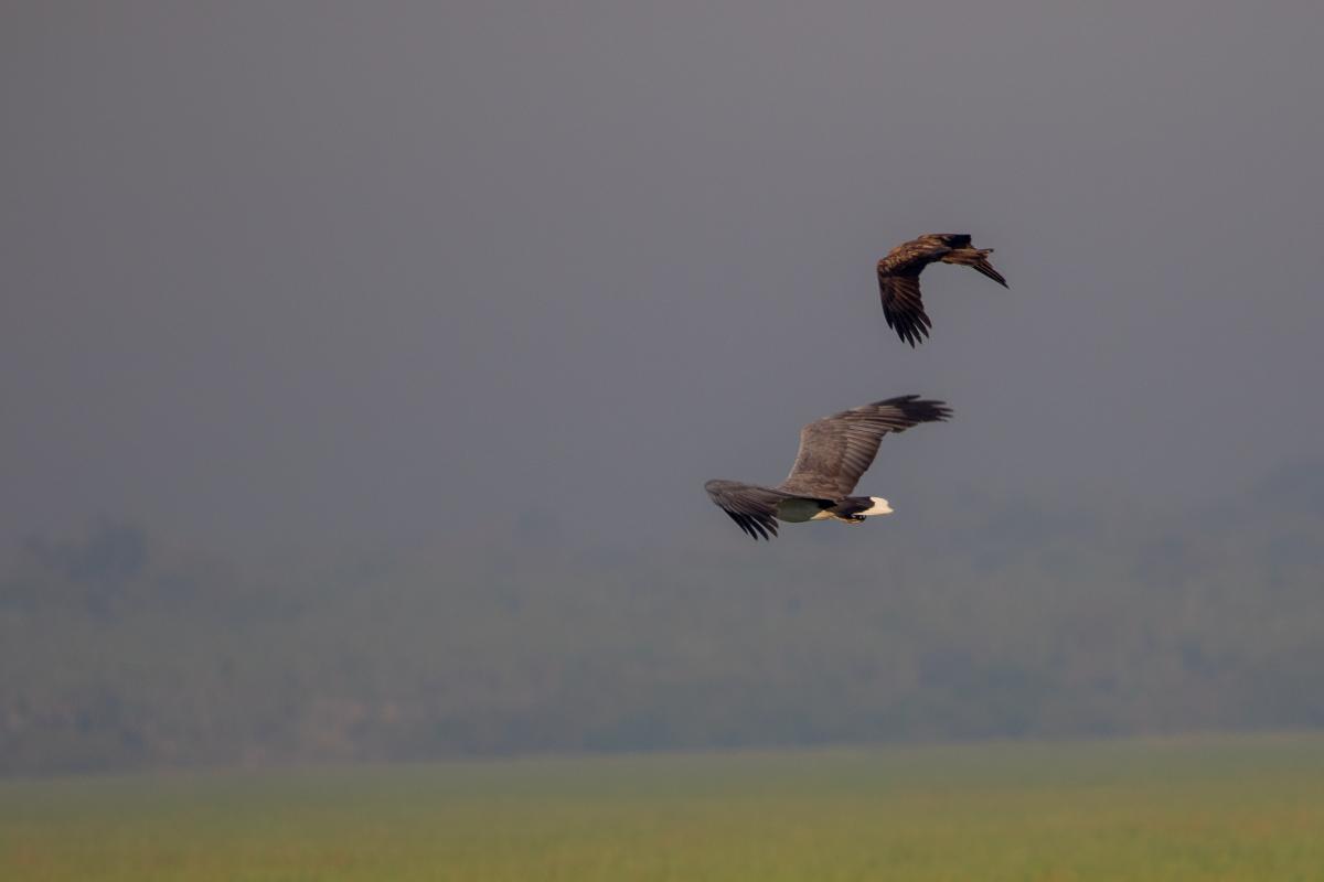 White-bellied Sea Eagle (Haliaeetus leucogaster)