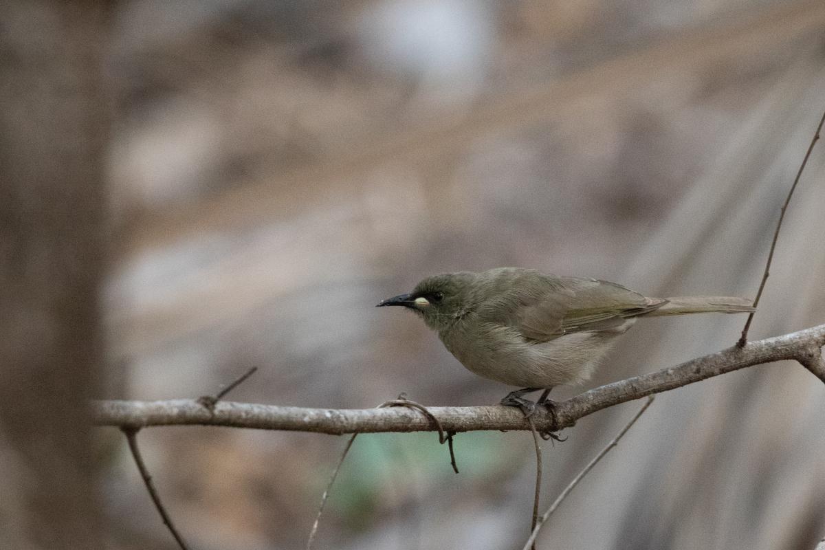 White-gaped honeyeater (Stomiopera unicolor)