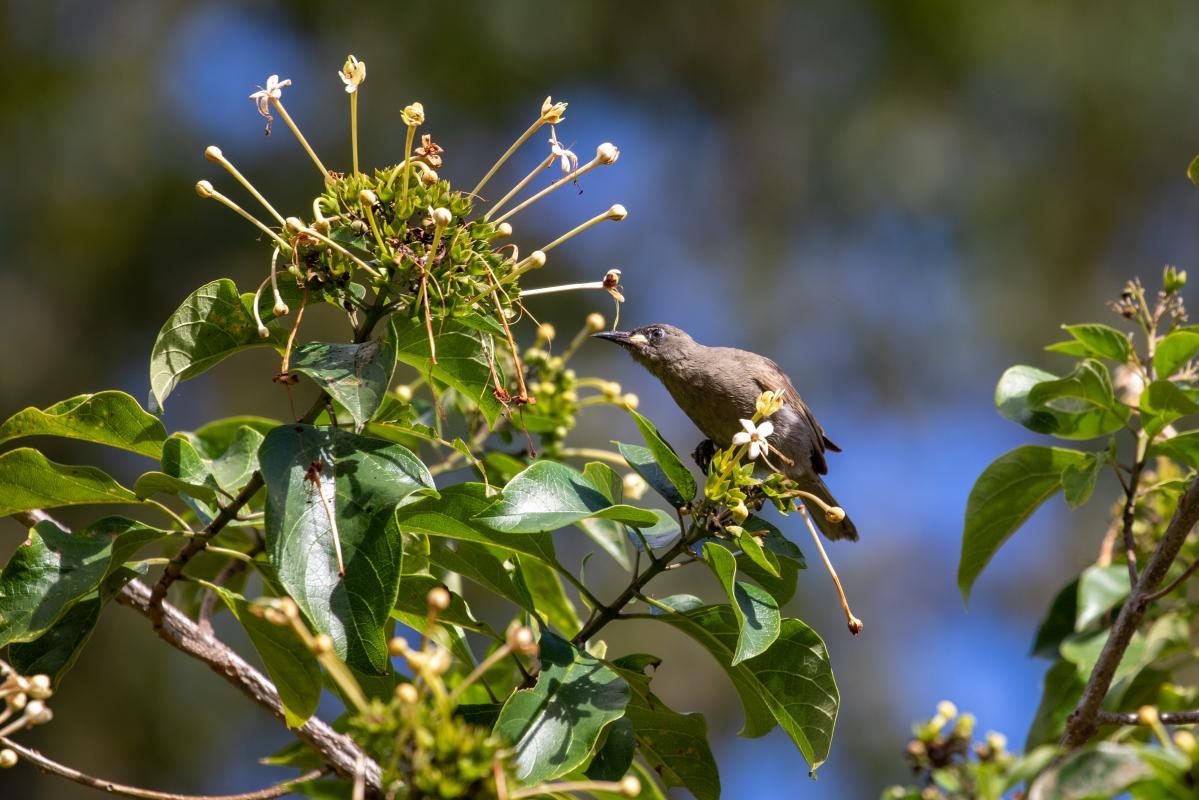 White-gaped honeyeater (Stomiopera unicolor)